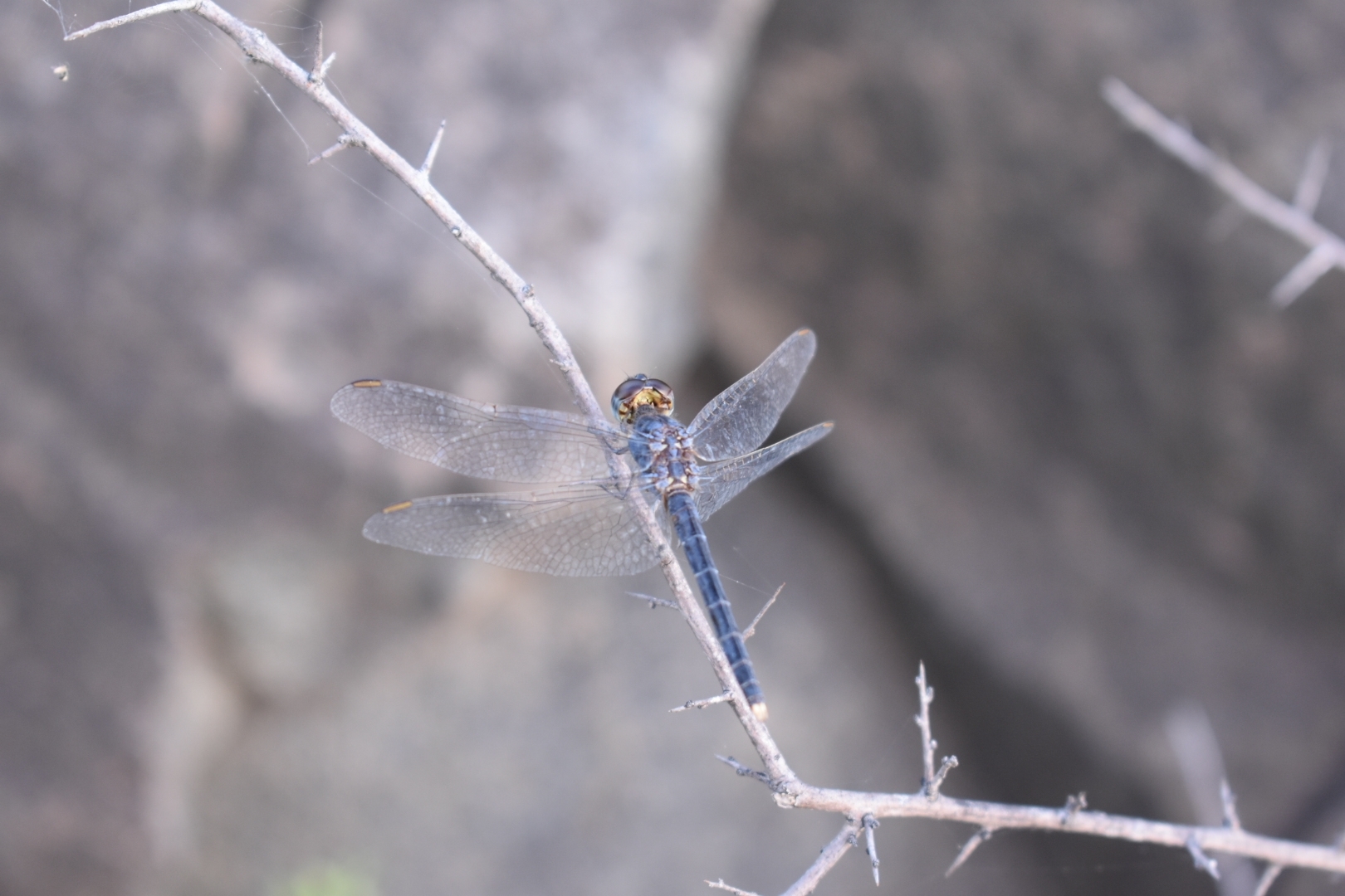 Black Marsh Skimmer