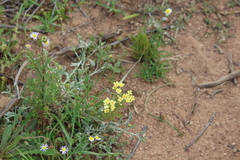 Polycarena gilioides
