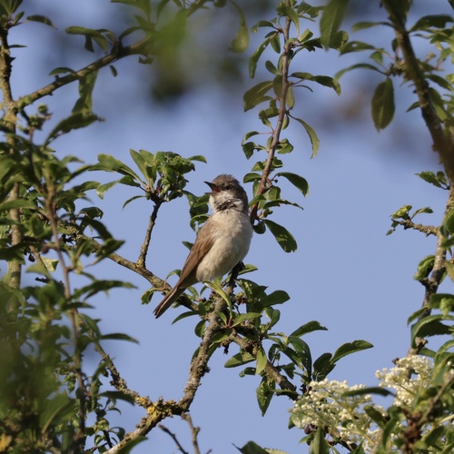 Lesser Whitethroat (Curruca curruca), photo 10