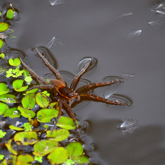 Dolomedes triton