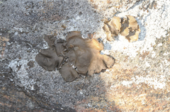 Umbilicaria muhlenbergii