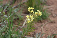 Polycarena gilioides
