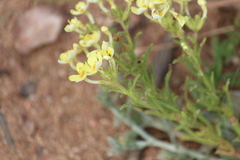 Polycarena gilioides