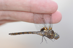 Neurocordulia yamaskanensis