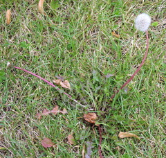 Taraxacum officinale