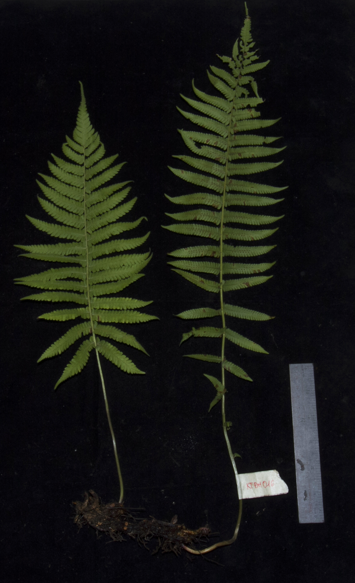 Christella parasitica — ảnh 3
