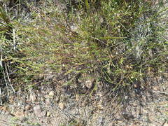 Coleonema juniperinum