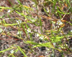 Coleonema juniperinum