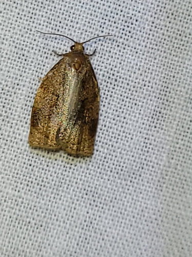 Rose Tortrix Moth, 9204 EB Drachten, Nederland, photo 7 of 10