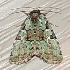 Leuconycta lepidula