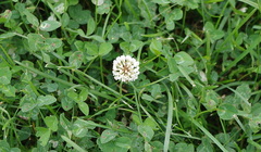 Trifolium repens