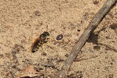 Aphilanthops frigidus