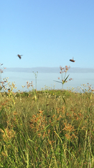 Rhynchospora corniculata