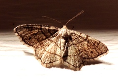 Trigrammia quadrinotaria