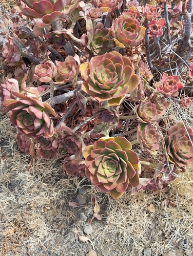Aeonium davidbramwellii (Aeonium davidbramwellii)
