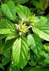 Justicia carnea