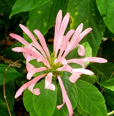 Justicia carnea