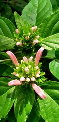 Justicia carnea
