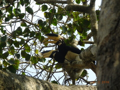 Anthracoceros coronatus