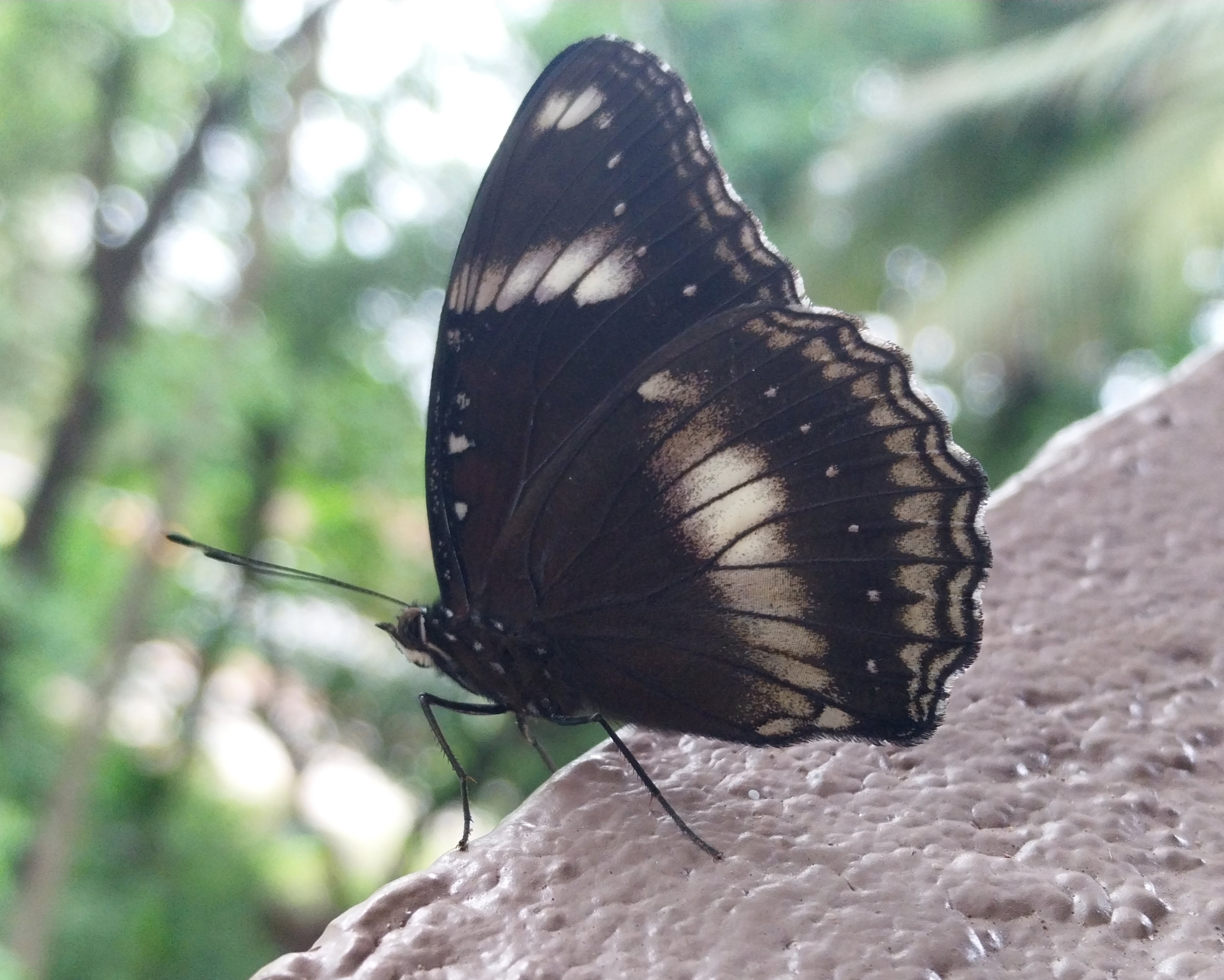 Great Eggfly