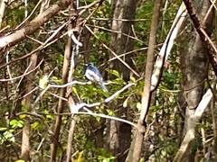 Copsychus albospecularis