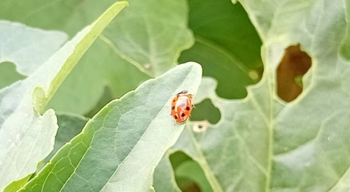 Variegated Lady Beetle