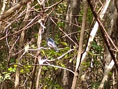 Copsychus albospecularis