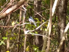 Copsychus albospecularis