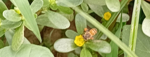 Western Honey Bee