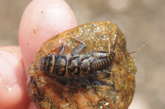 Acroneuria carolinensis