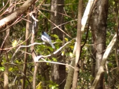 Copsychus albospecularis