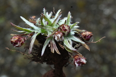 Bushman's poison (Bougueria)