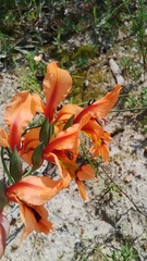 Gladiolus meliusculus