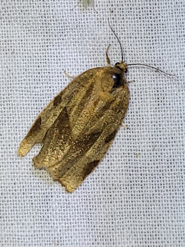 Great Tortrix, 9204 EB Drachten, Nederland, photo 6 of 10