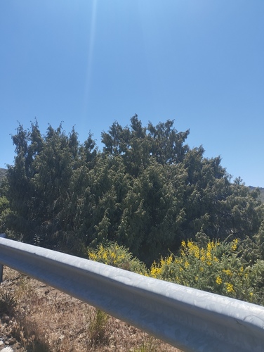 Juniperus cedrus, photograph 4