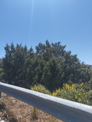Juniperus cedrus, photograph (c) Juan Rodríguez, some rights reserved (CC BY)