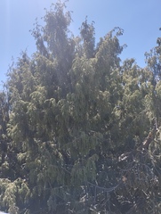 Juniperus cedrus, photograph (c) Juan Rodríguez, some rights reserved (CC BY)