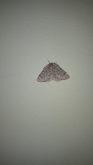 Nepytia pellucidaria