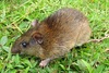 O'Connell's Spiny Rat - Photo (c) Lenaruedac, some rights reserved (CC BY-NC), uploaded by Lenaruedac