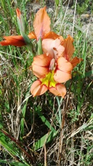 Gladiolus meliusculus