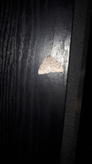 Nepytia pellucidaria