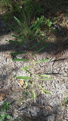 Asimina angustifolia