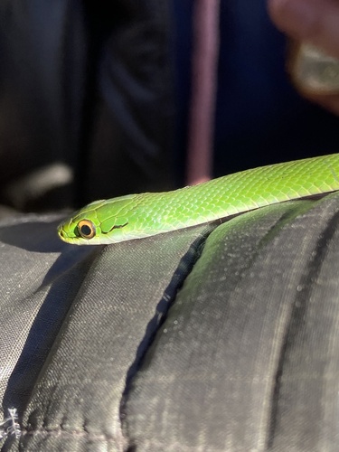 Brazilian Green Racer