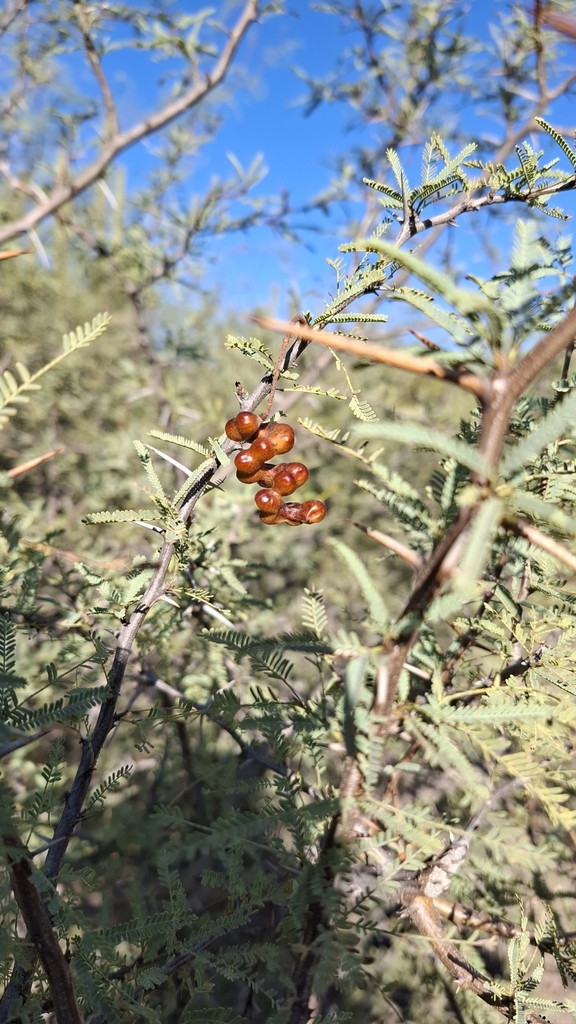 Prosopis torquata (Lag.) DC.