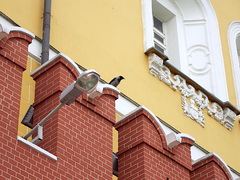 Corvus cornix