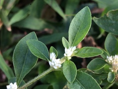 Gomphrenoideae