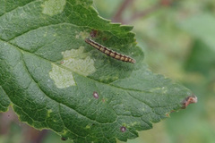 Swammerdamia pyrella