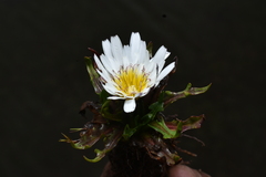 Hypochaeris taraxacoides, photograph (c) Jhon A. Yuca-Palomino, some rights reserved (CC BY)