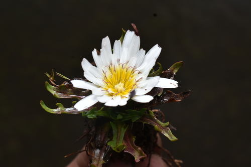 Hypochaeris taraxacoides, photograph 3