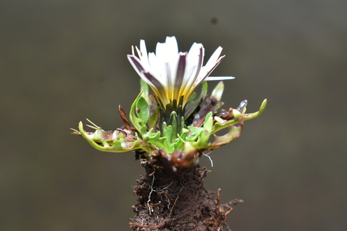 Hypochaeris taraxacoides, photograph 5